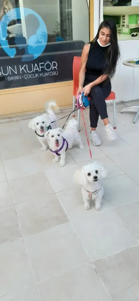 SUN PET KUAFÖR fotoğraf 3