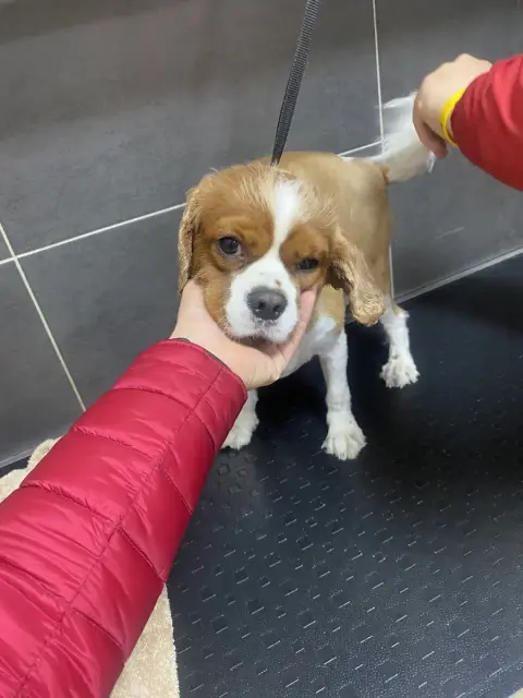 Pablo Pet Kuaför fotoğraf 3