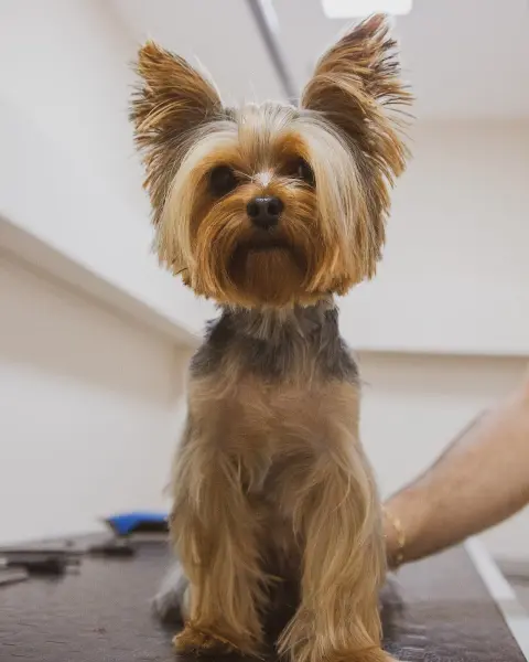 Pablo Pet Kuaför fotoğraf 4