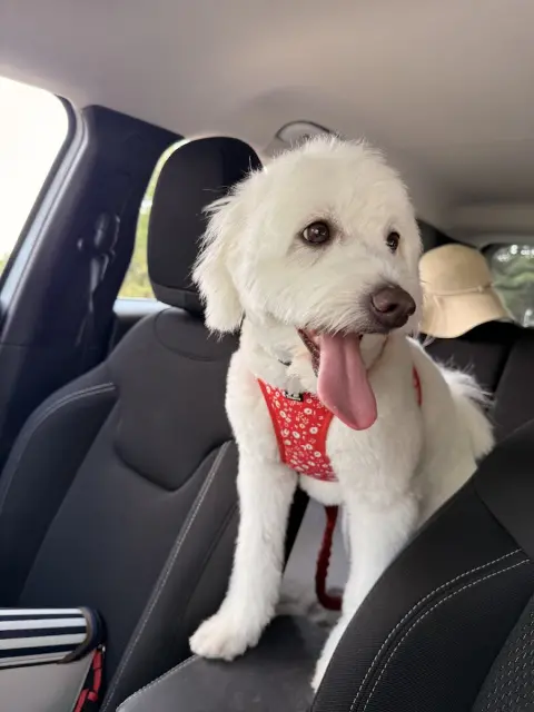Pet Kuaför Nazlı | Çankaya Pet Kuaför & Pet Kuaför Akademi fotoğraf 2