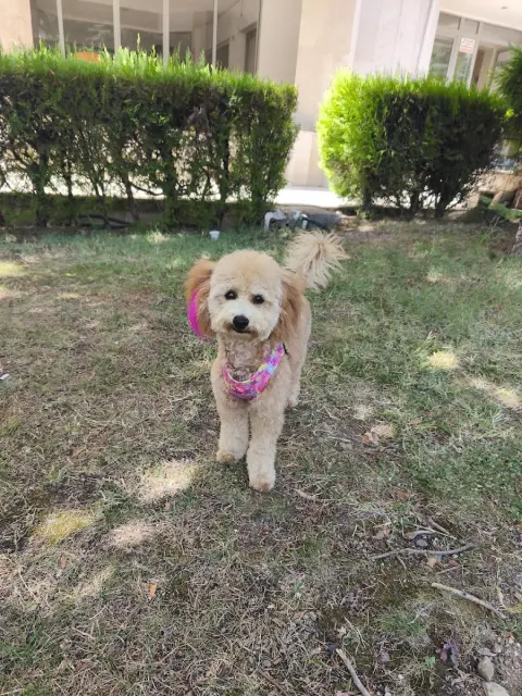 Pet Kuaför Nazlı | Çankaya Pet Kuaför & Pet Kuaför Akademi fotoğraf 4
