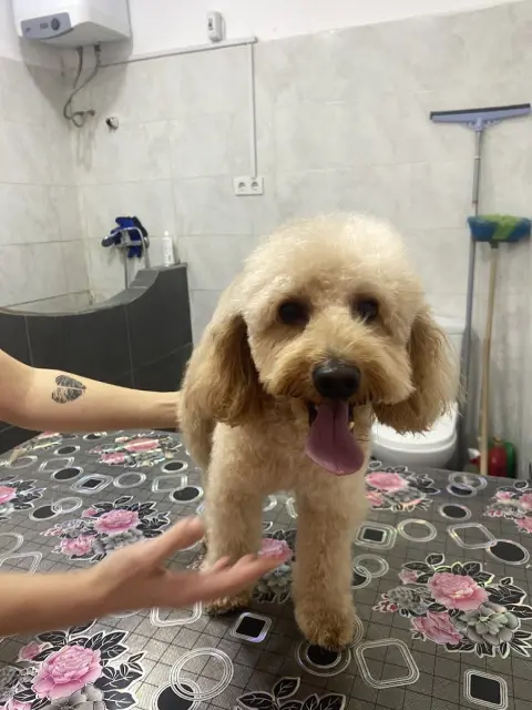 Pati pet kuaförü fotoğraf 2