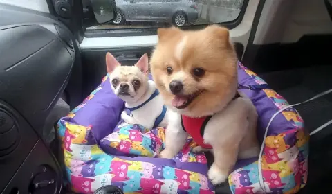 Pati pet kuaförü fotoğraf 4