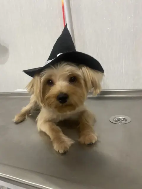 Ankara Keçiören Salem Pet Kuaför fotoğraf 2
