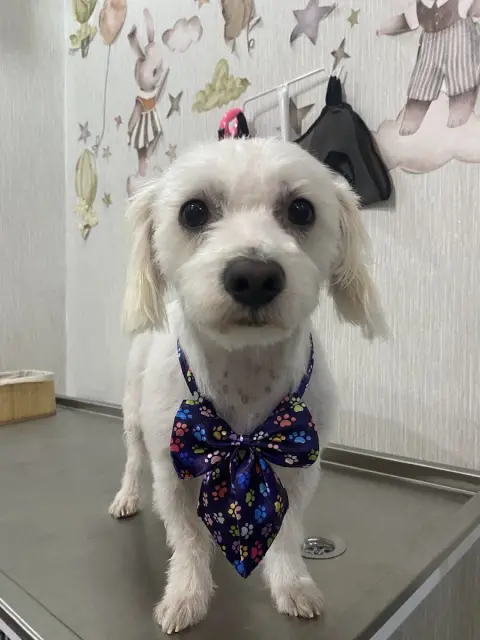Ankara Keçiören Salem Pet Kuaför fotoğraf 3