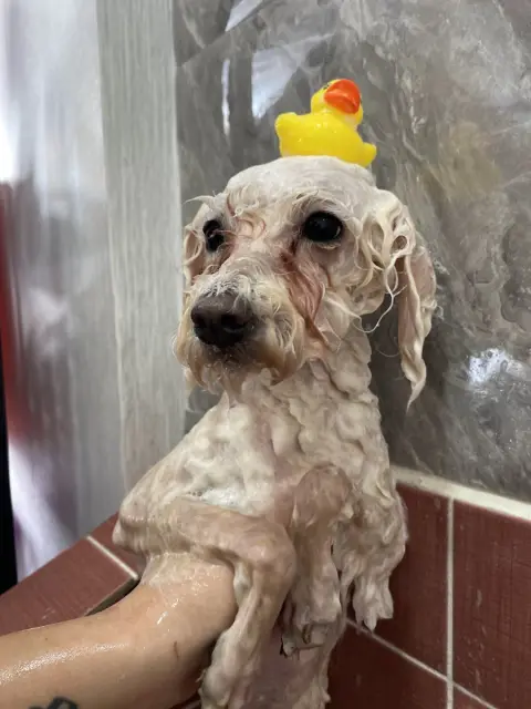 Ankara Keçiören Salem Pet Kuaför fotoğraf 4