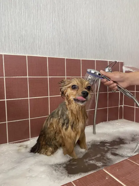 Ankara Keçiören Salem Pet Kuaför fotoğraf 5