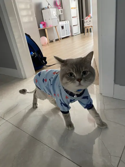 Pet Kuaför Pati Peri / @petkuaforpatiperi fotoğraf 2