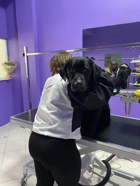 Pet Kuaför Pati Peri / @petkuaforpatiperi fotoğraf 4