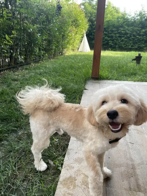 Pet Kuaför Pati Peri / @petkuaforpatiperi fotoğraf 5