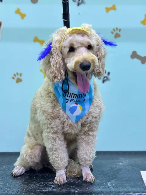 Sempatim Pet Kuaför fotoğraf 4