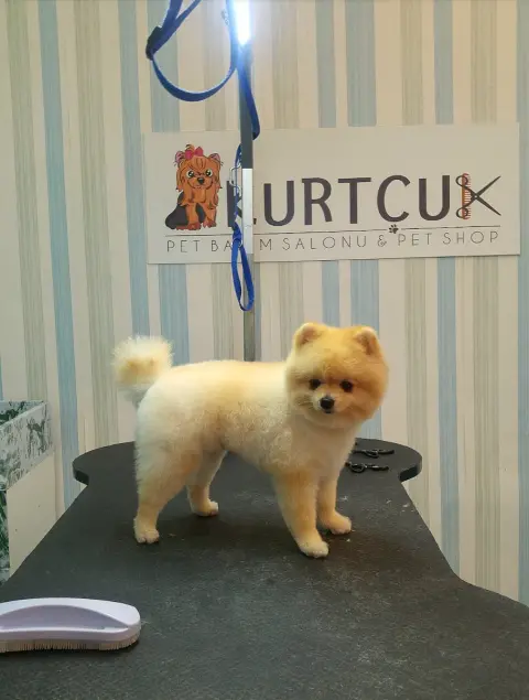 Kurtçuk Pet Kuaför fotoğraf 3