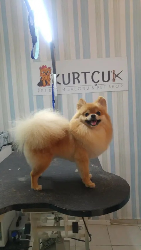 Kurtçuk Pet Kuaför fotoğraf 5