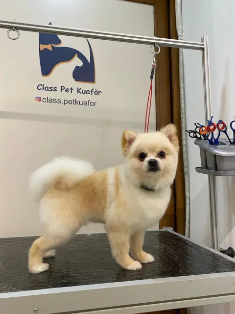 Class Pet Kuaför fotoğraf 3