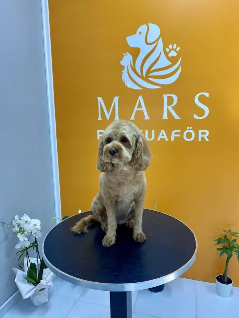 MARS PET KUAFÖR fotoğraf 4