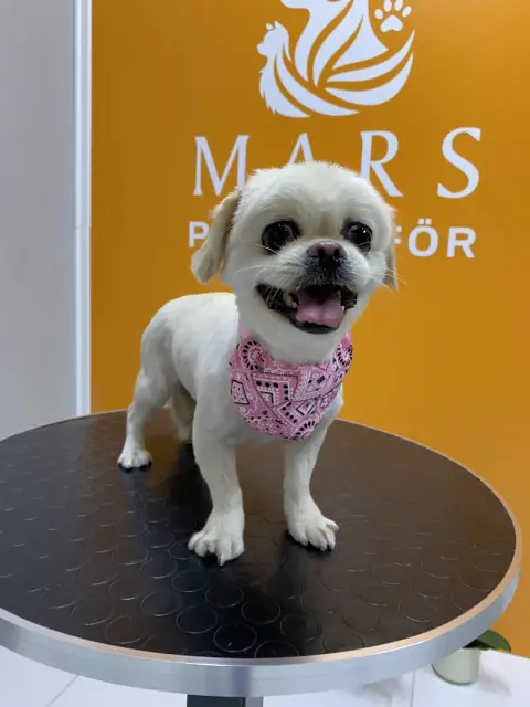 MARS PET KUAFÖR fotoğraf 5