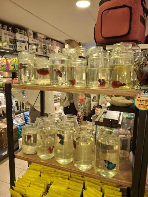 Bağdat Evcil Hayvan Mağazası Petshop & Pet Kuaför fotoğraf 3