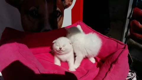 Bağdat Evcil Hayvan Mağazası Petshop & Pet Kuaför fotoğraf 5
