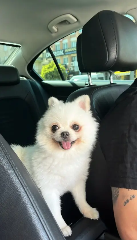 Pet Kuaför GÖKÇE fotoğraf 4