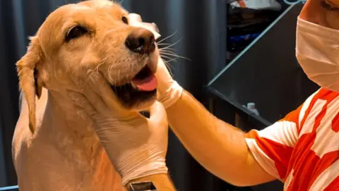 Bahçelievler Petshop & Kuaför Groomer fotoğraf 2