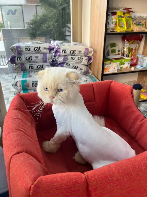 Bahçelievler Petshop & Kuaför Groomer fotoğraf 3