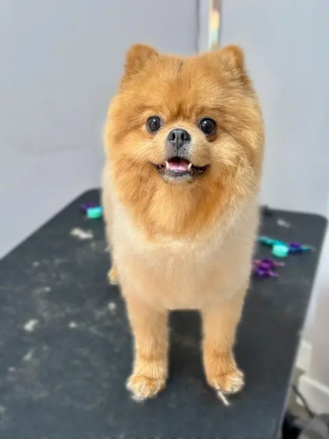 Bomonti Pet Kuaförü / Şişli fotoğraf 3