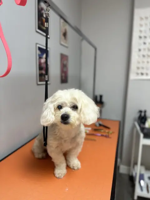 Bomonti Pet Kuaförü / Şişli fotoğraf 4