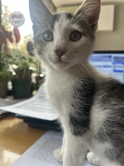PetPaws Pet Kuaförü fotoğraf 2
