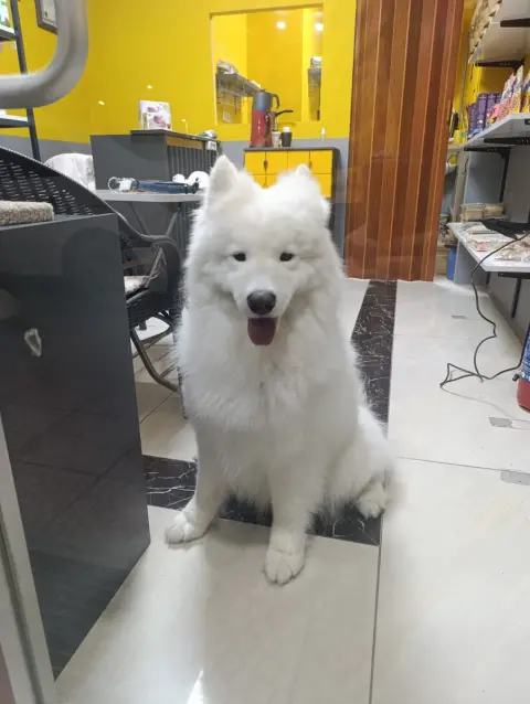 PetPaws Pet Kuaförü fotoğraf 4