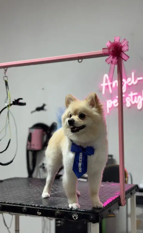 AngelAy Pet Kuaför fotoğraf 3