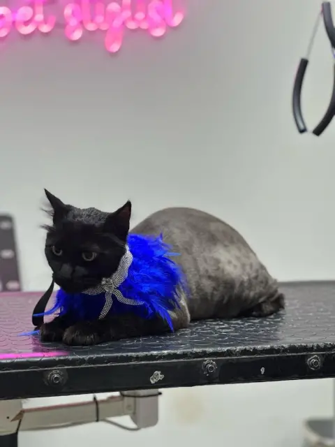 AngelAy Pet Kuaför fotoğraf 4