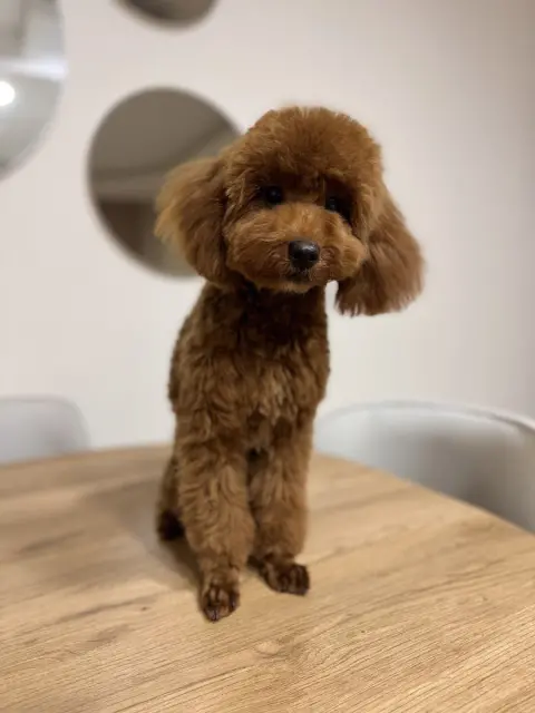 AngelAy Pet Kuaför fotoğraf 5