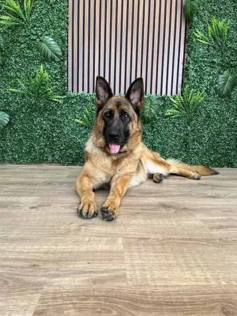 Deno Pet Style Pet Kuaför fotoğraf 4