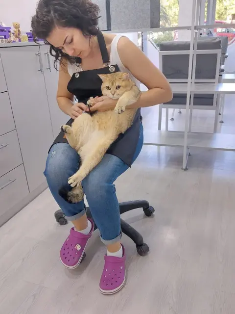 Just Pati Pet Kuaför fotoğraf 2
