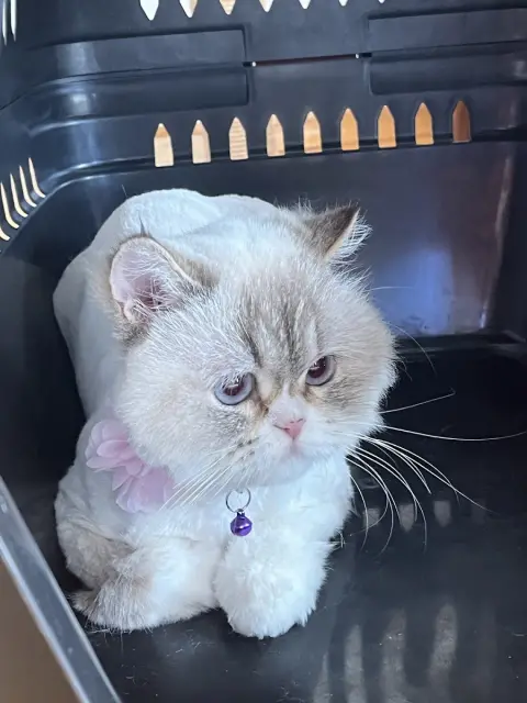 Just Pati Pet Kuaför fotoğraf 5