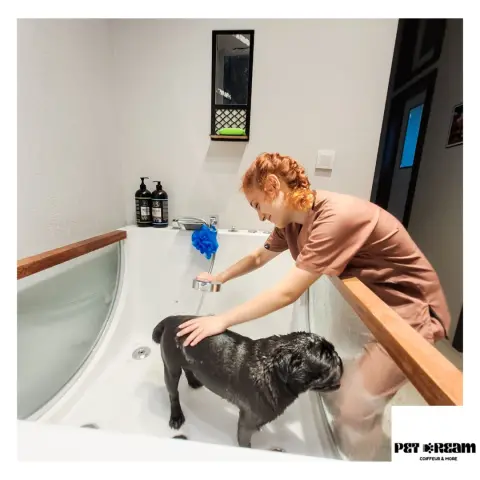 Petdream Pet Kuaför ve Pet Otel fotoğraf 3