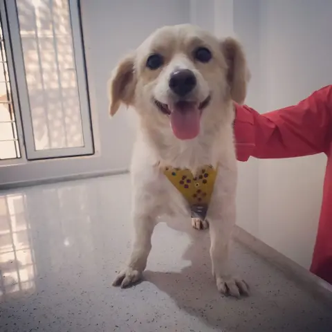 Hipokrat Veteriner Kliniği ve Pet Kuaför Merkezi fotoğraf 4
