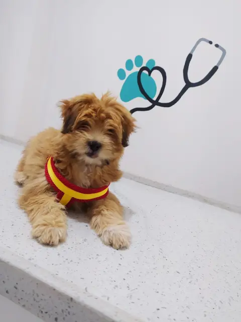 Hipokrat Veteriner Kliniği ve Pet Kuaför Merkezi fotoğraf 5