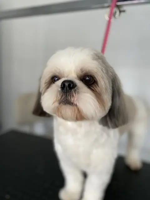 Pofu Pet Kuaför fotoğraf 2