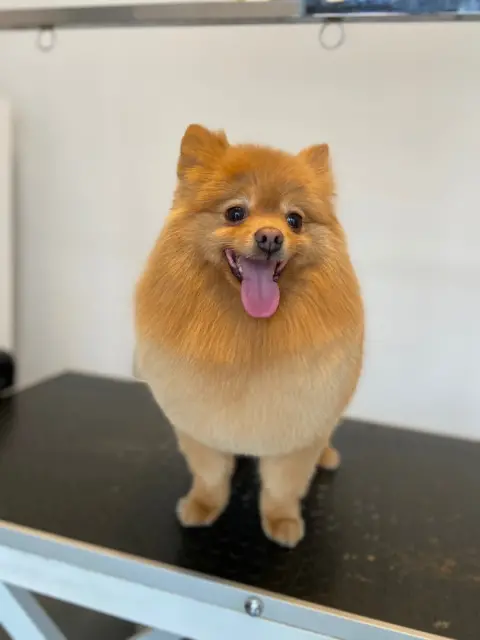 Pofu Pet Kuaför fotoğraf 3