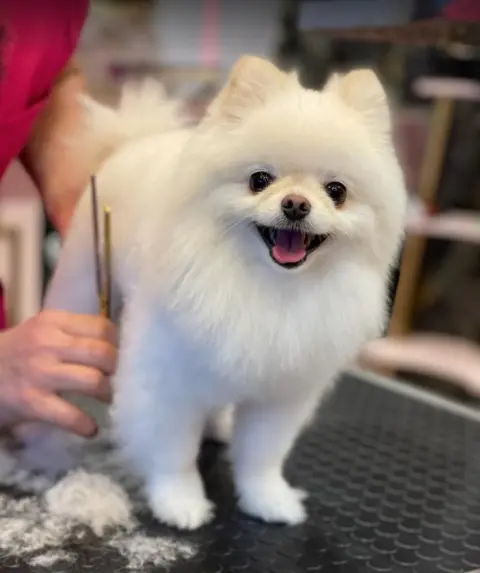 Maçka Pet Kuaför
