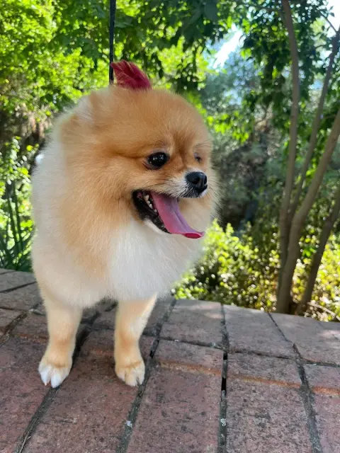 Maçka Pet Kuaför fotoğraf 2