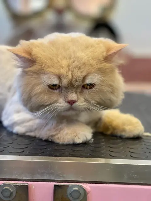 Maçka Pet Kuaför fotoğraf 5
