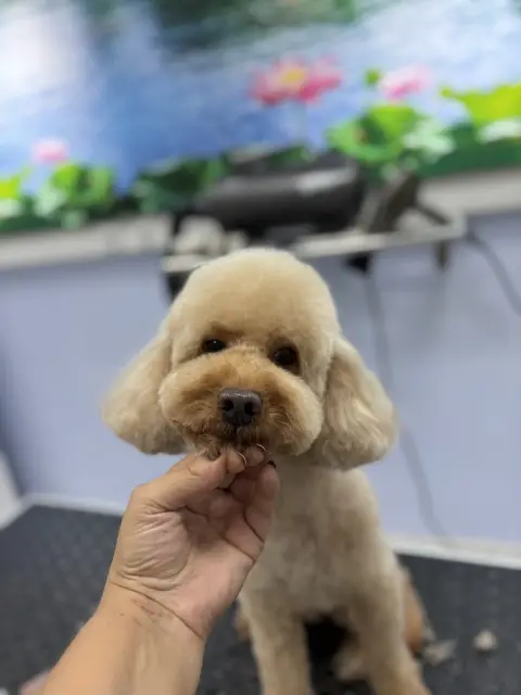 ŞİRİNE PET KUAFÖR fotoğraf 2