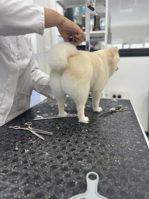 ŞİRİNE PET KUAFÖR fotoğraf 3