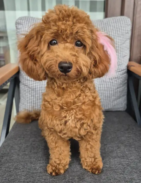ŞİRİNE PET KUAFÖR fotoğraf 5