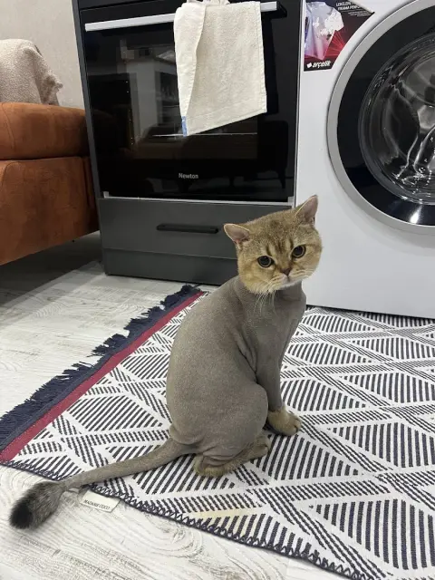 Pet Kuaför ( Kedi ve köpek tıraş)