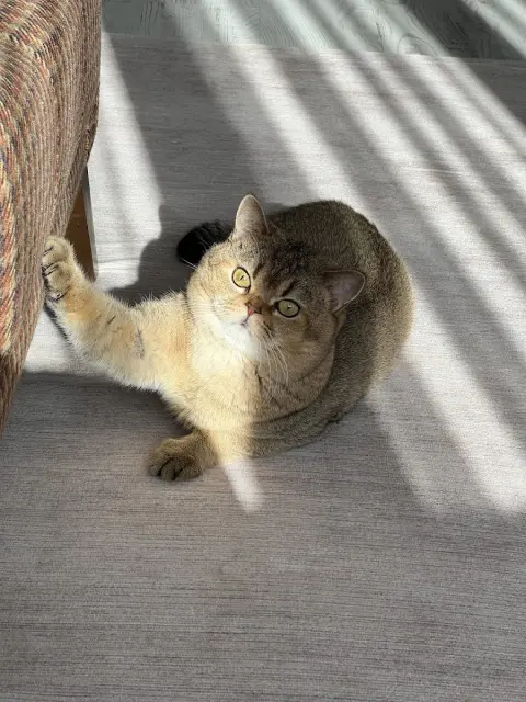 Pet Kuaför ( Kedi ve köpek tıraş) fotoğraf 2