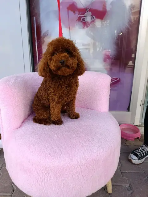 Pati krallığı pet kuaför pet otel fotoğraf 3