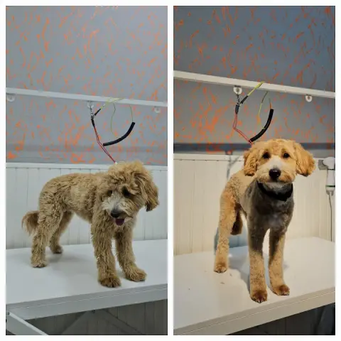 PAWOS Pet Kuaför - Pet Shop fotoğraf 3